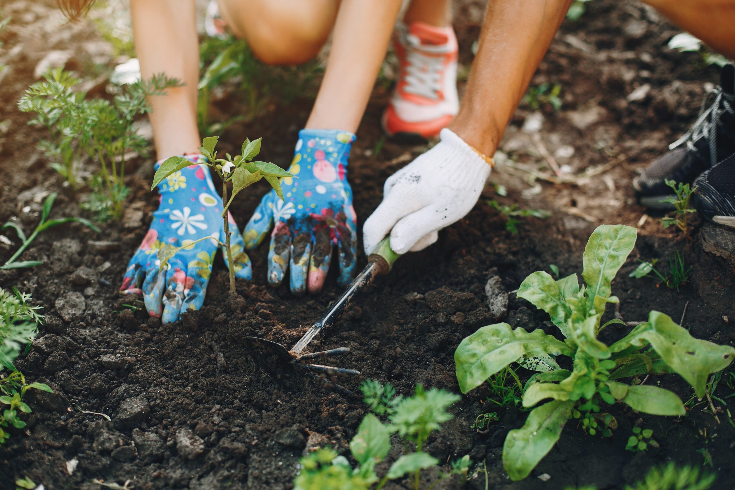 Woman works in a garden. Family near home with vegetables